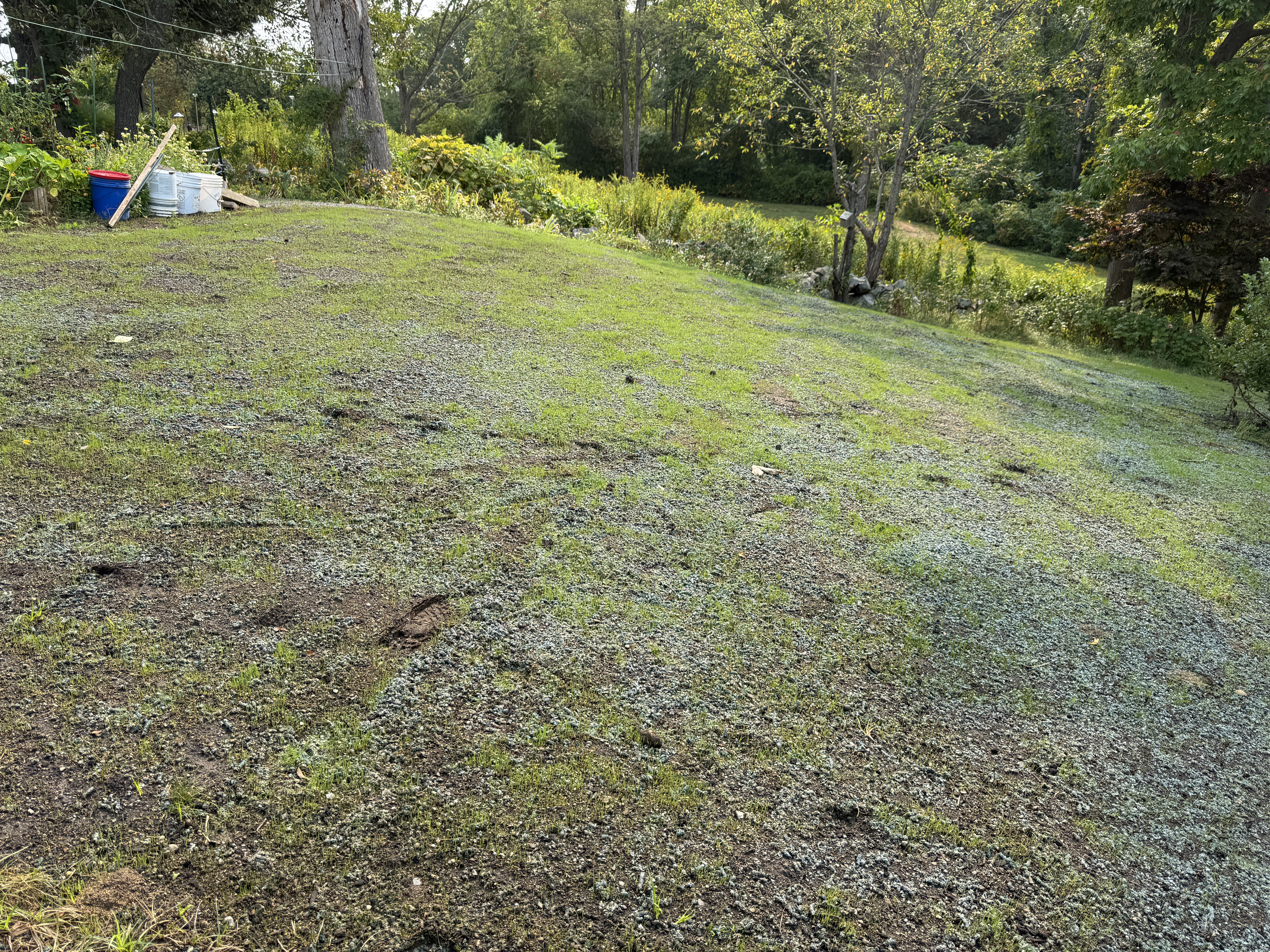 Early green-up after hydroseed and mulch — Seacoast NH lawn renovation by GSS