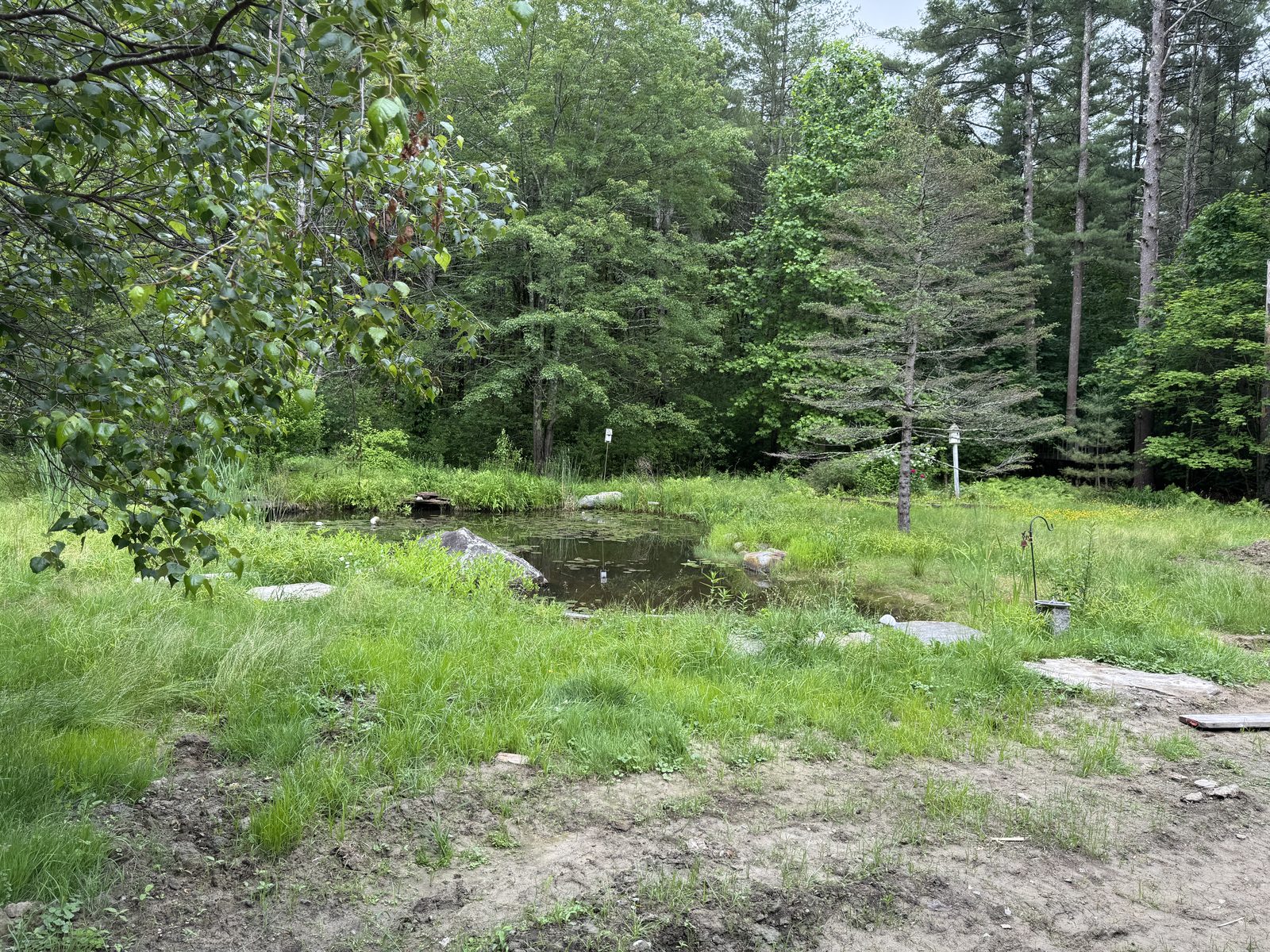 Overgrown, weedy earthen pond before renovation, Seacoast NH